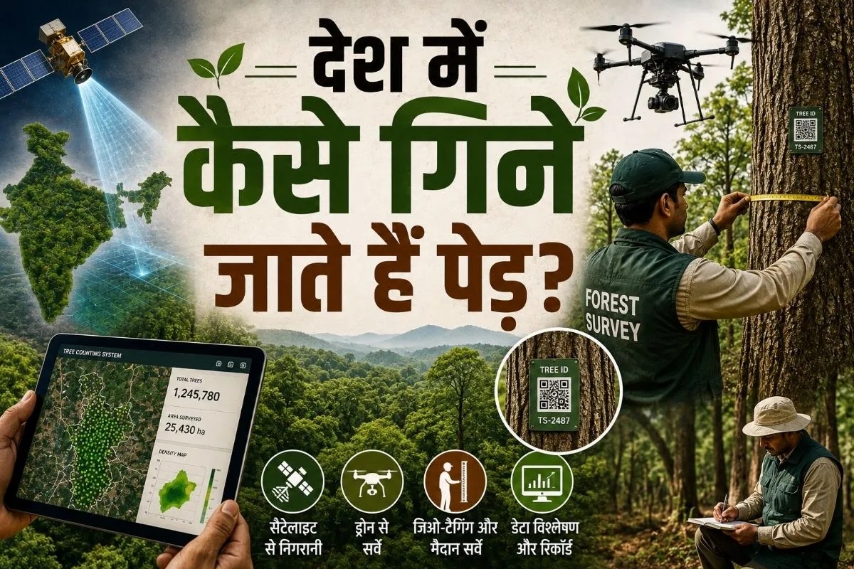 Who counts trees in india