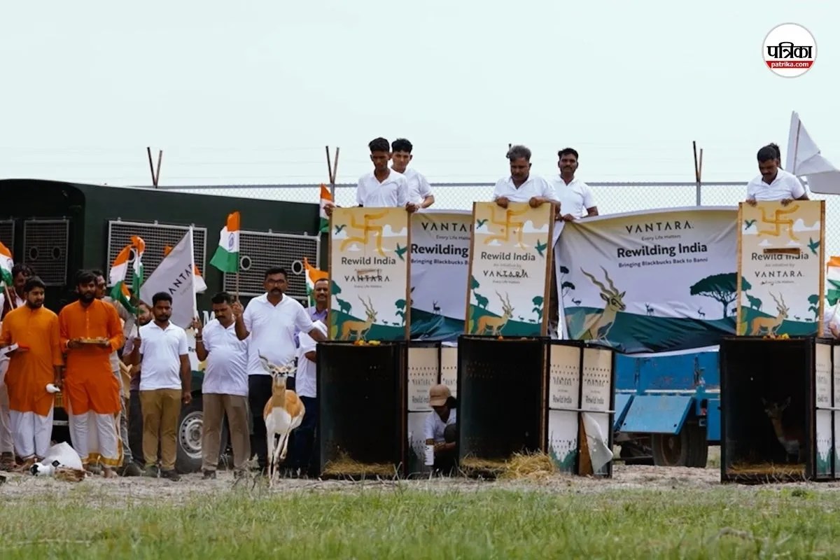 Blackbuck reintroduction