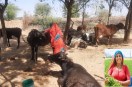 त्योदा गांव की लाली देवी पत्नी हनुमान राम चौधरी