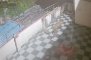 rajgarh nayagaon
