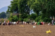alwar onion farming