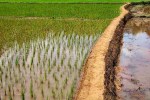agriculture