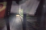 Loco Pilots of Bhavnagar Division Rescue Asiatic Lion Safely