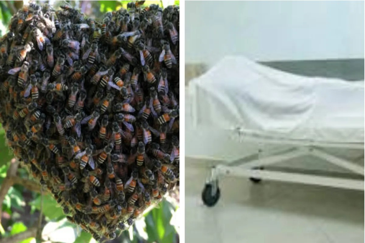 Woman died in bee attack