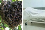 Woman died in bee attack