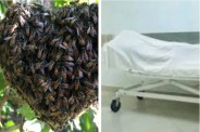 Woman died in bee attack