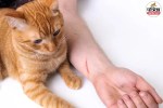 cat scratch disease, cat scratch feve