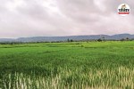 Bastar Flood Alert