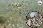 Chhattisgarh Fish Species