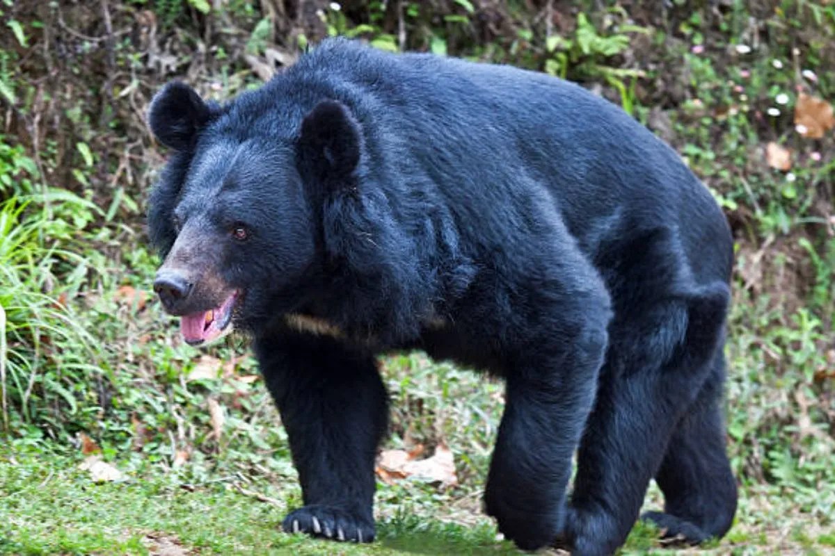 Bear Attack, GPM Bear Attack
