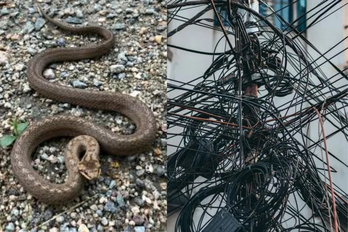 Bhilai Power Cut, Snake Causes Power Failure