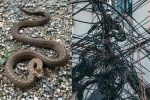 Bhilai Power Cut, Snake Causes Power Failure