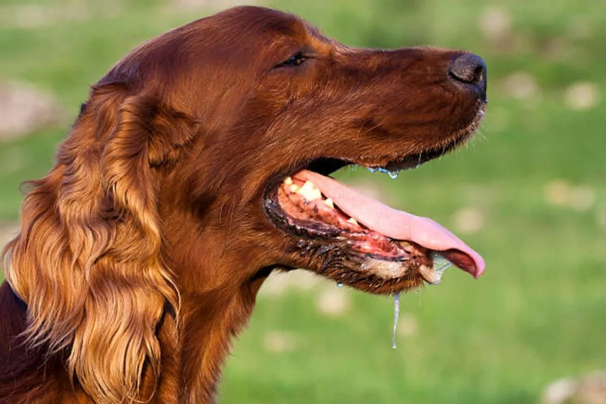 Rabies in Chhattisgarh