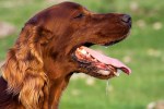 Rabies in Chhattisgarh