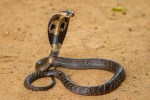 Chhattisgarh News