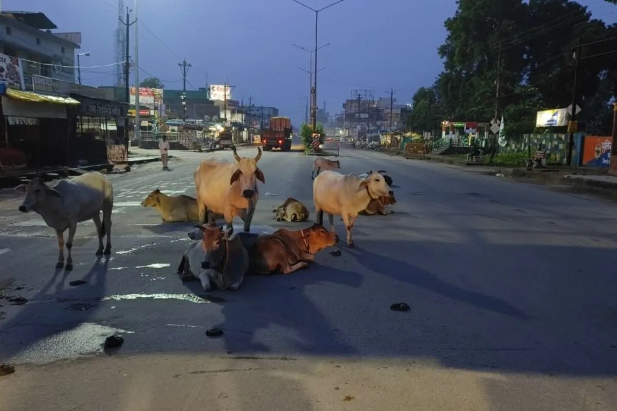 Chhattisgarh News