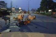 Chhattisgarh News
