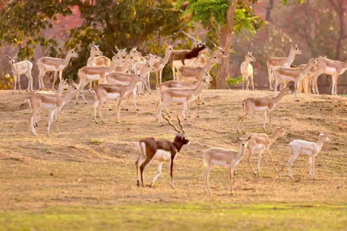 Chhattisgarh Black Buck