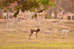 Chhattisgarh Black Buck