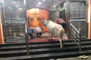 Unique cow in Hanuman temple