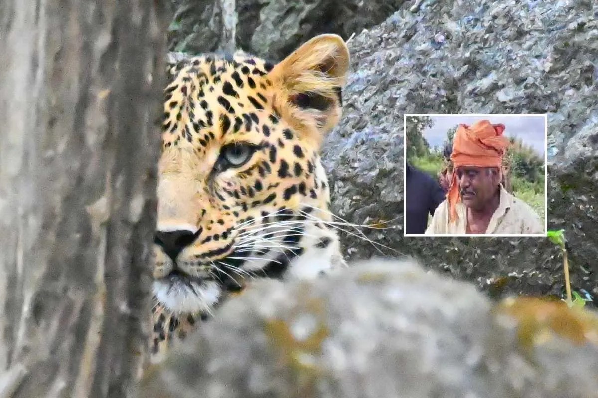 Dewas Leopard Attack