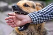 Dog bite case in Surguja