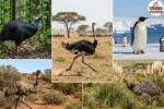 Heaviest Birds, Heavy Birds In The World