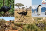 Heaviest Birds, Heavy Birds In The World