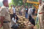 Hemp smuggling in Surguja