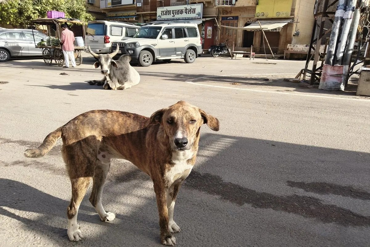 jaisalmer news