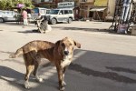 jaisalmer news