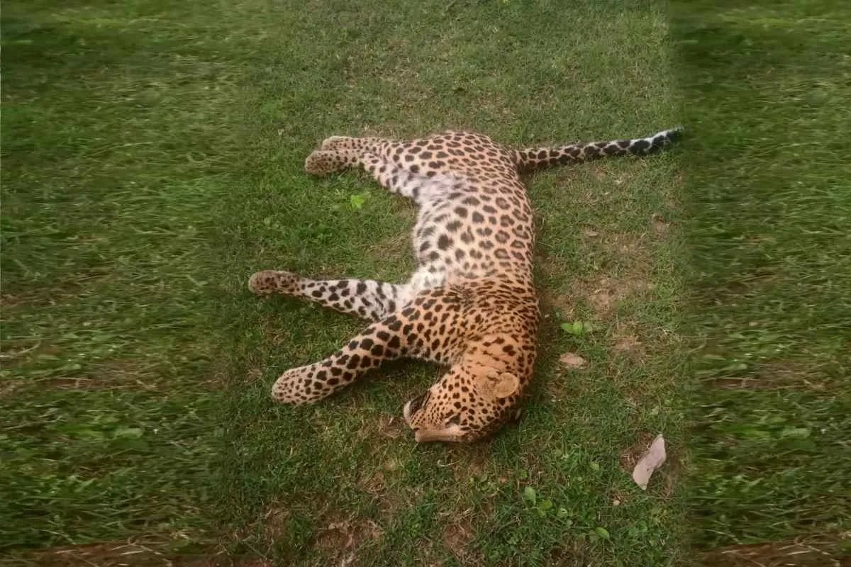 Katni Leopard Death