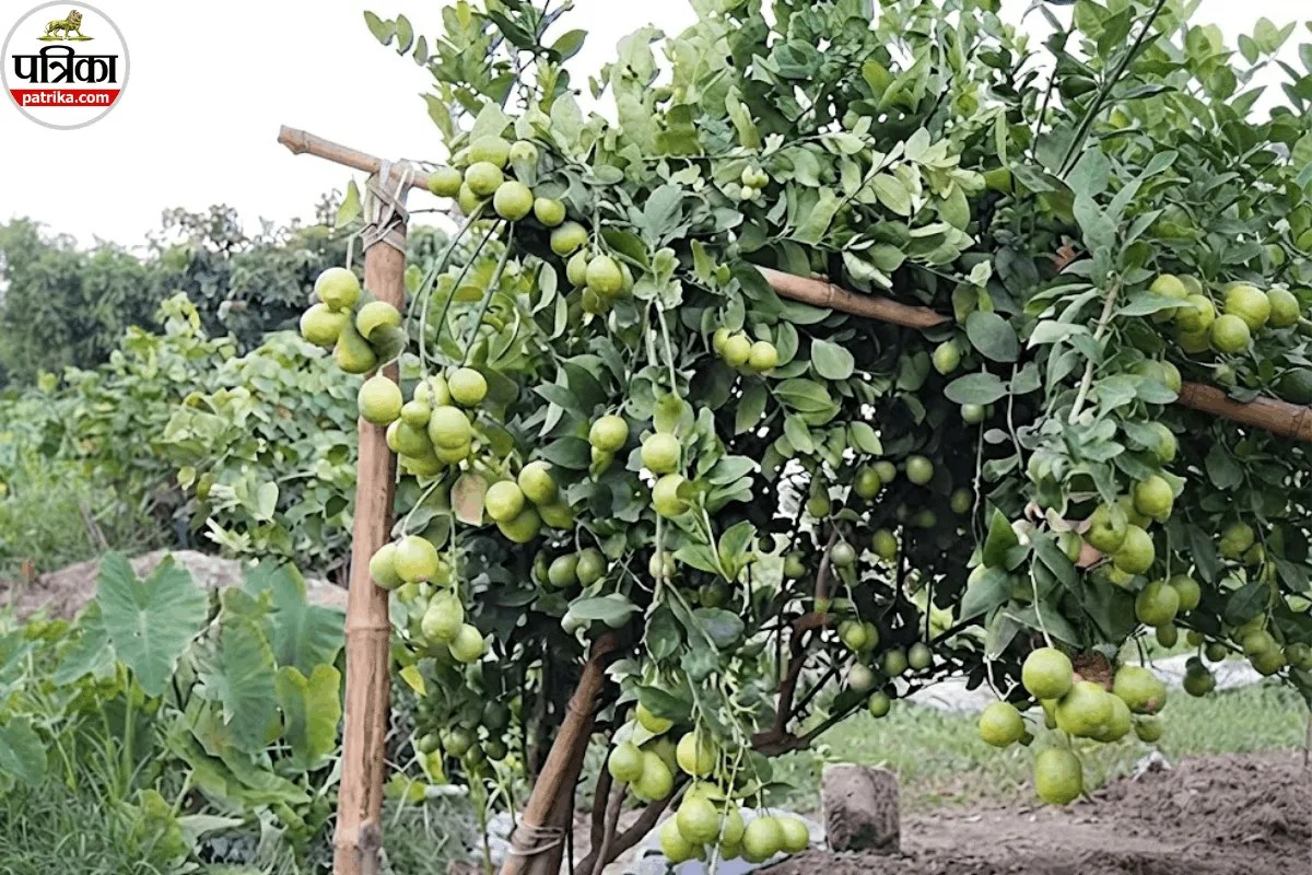 Lemon Plant Care, Lemon Plant Fruit Tips