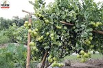 Lemon Plant Care, Lemon Plant Fruit Tips