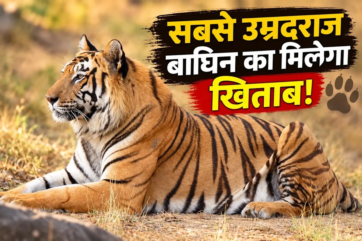 Mahak Tigeress