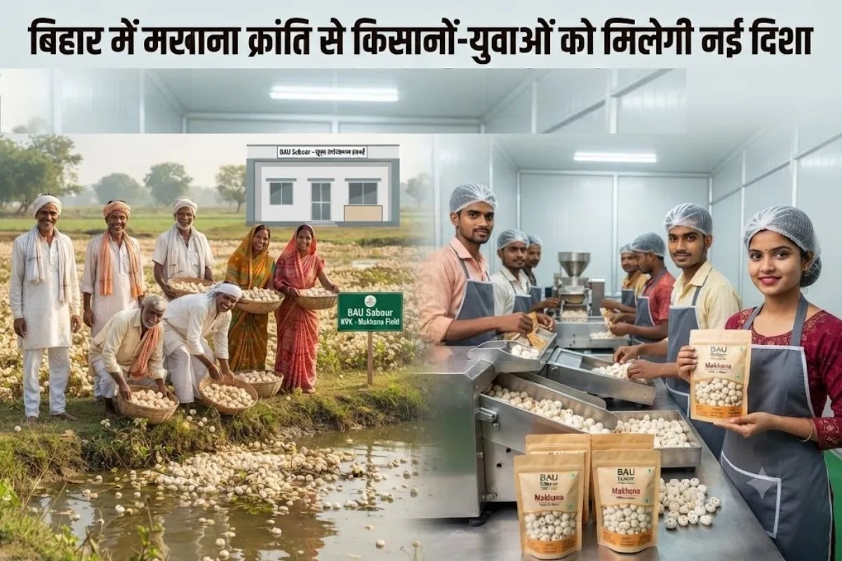Makhana processing and packaging in Bihar