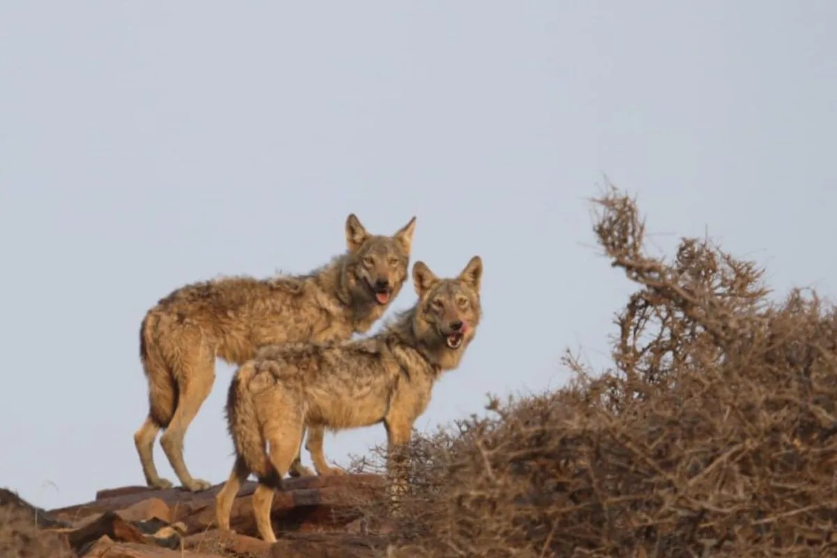 Nauradehi Tiger Reserve