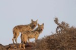 Nauradehi Tiger Reserve