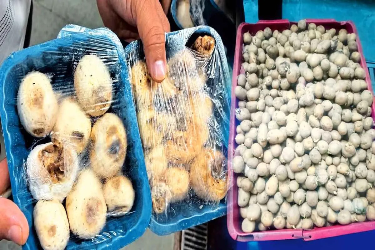 होटल में मिला सड़ा हुआ मशरूम और आलू (Photo Source - Patrika)