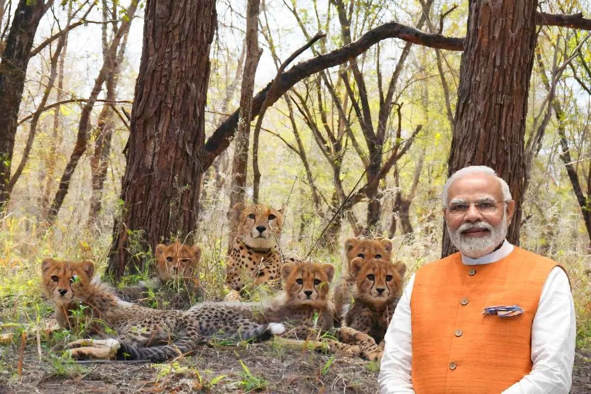 मध्यप्रदेश में चीता प्रोजेक्ट (Photo Source: Kuno National Park X हैंडल)