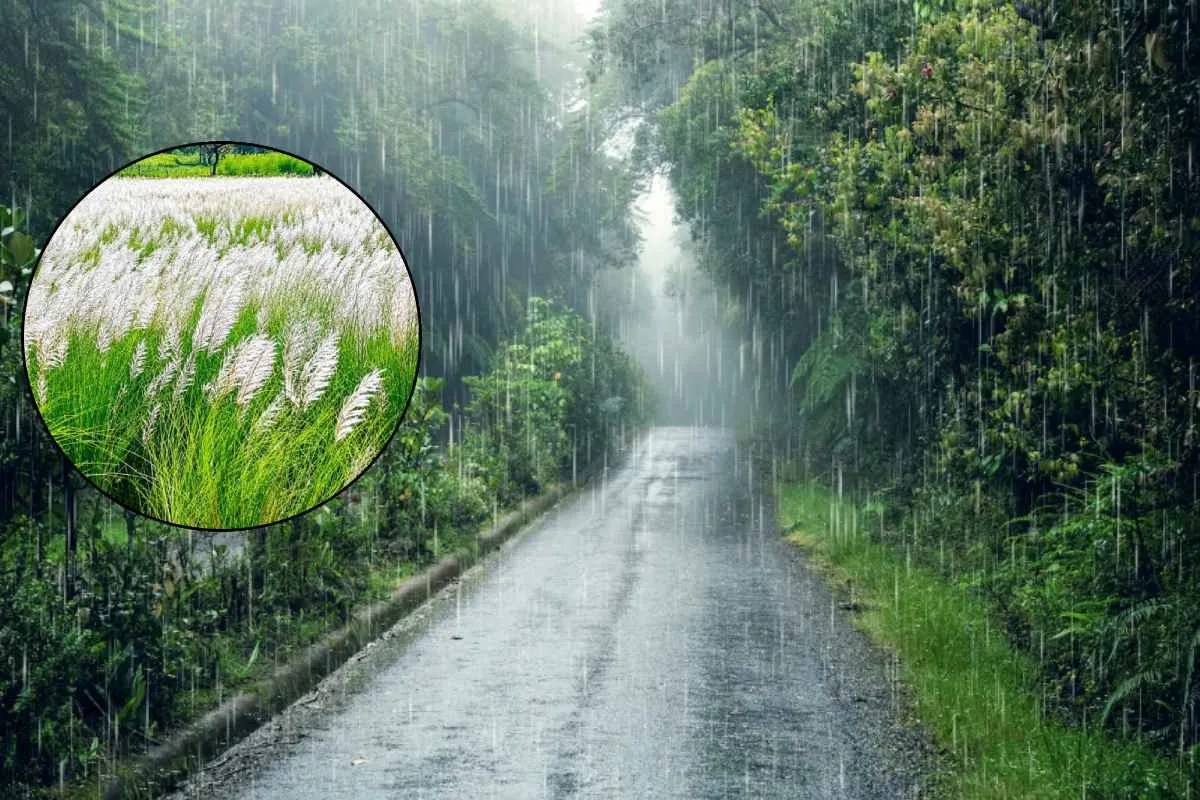 बारिश का मौसम, प्रतिकात्मक फोटो (Photo Source- magnific)
