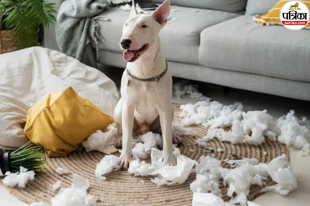 Pet Friendly Furniture, Pet Friendly Home