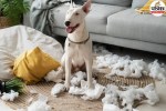 Pet Friendly Furniture, Pet Friendly Home