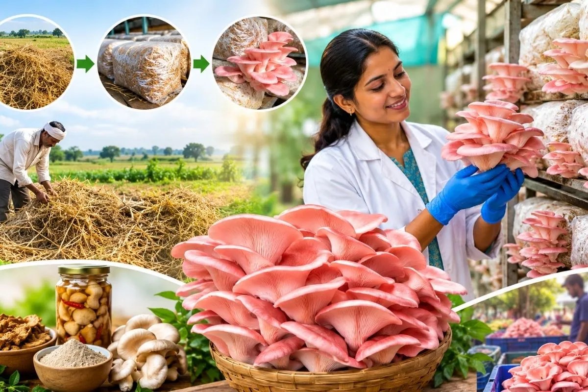Pink Oyster Mushroom Farming