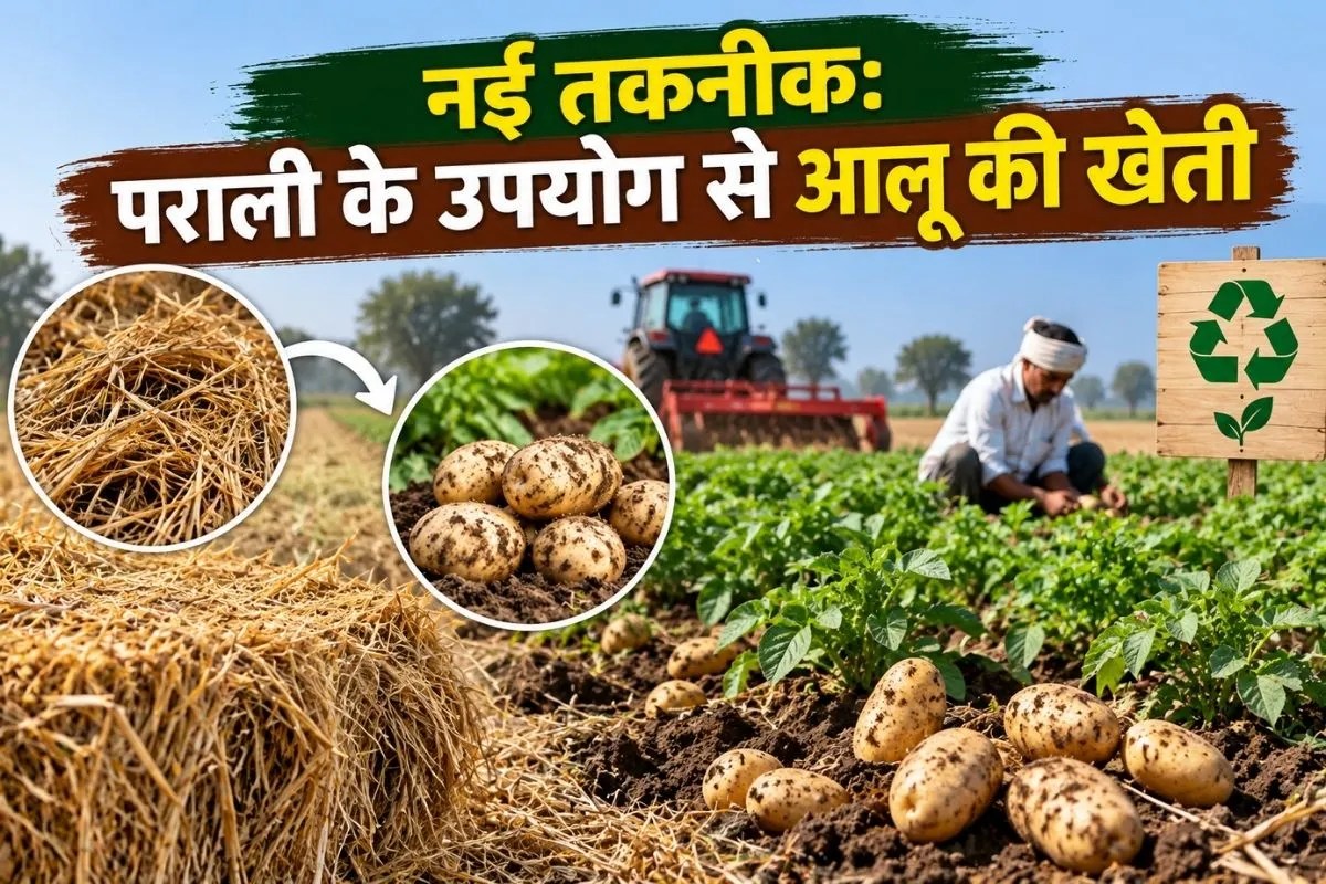 Potato Farming From Crop Residue