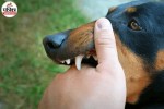 Dog Bite Rabies, Rabies Vaccine