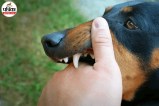 Dog Bite Rabies, Rabies Vaccine