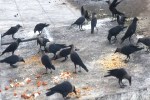 Sarvapitra Shaneshvari Amavasya Shraddh Paksha ratlam news