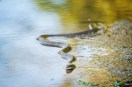 Snake bite woman in pond