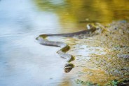 Snake bite woman in pond